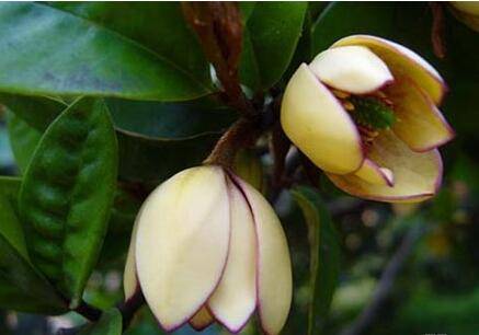 让含笑花顺利过冬的养护方法