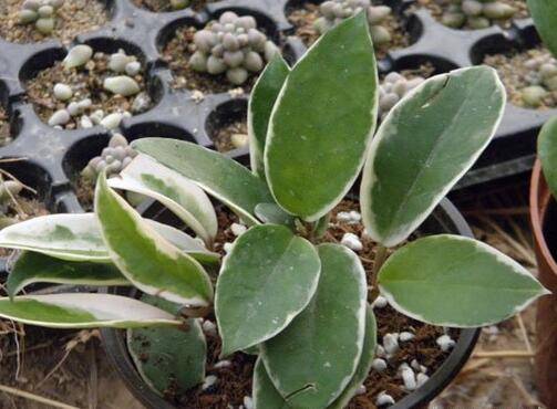 花叶球兰的盆栽养护技巧