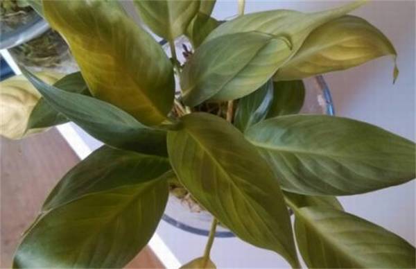 白鹤芋白掌叶片下垂原因及解决方法