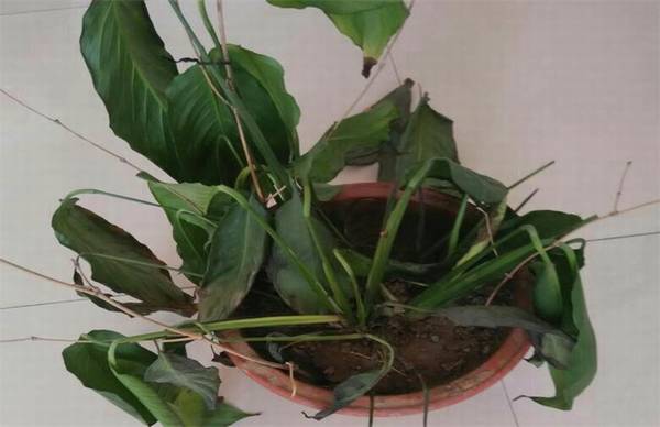 一帆风顺枯萎还能救吗