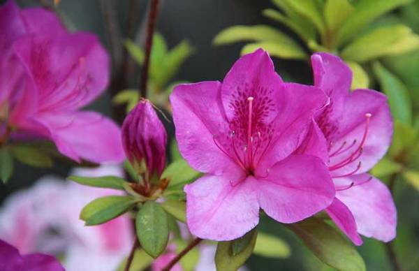 盆栽杜鹃花怎么养殖 杜鹃花的养殖方法