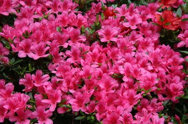 盆栽杜鹃花怎么养殖 杜鹃花的养殖方法