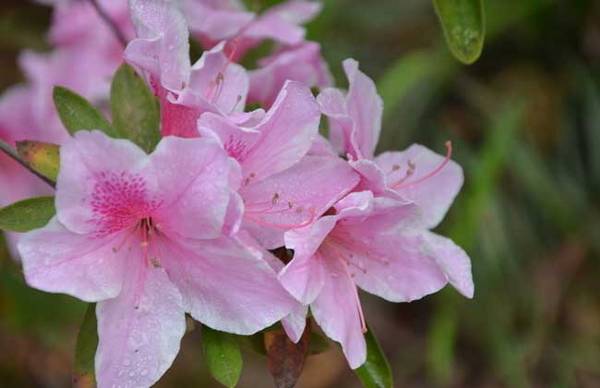 盆栽杜鹃花怎么养殖 杜鹃花的养殖方法