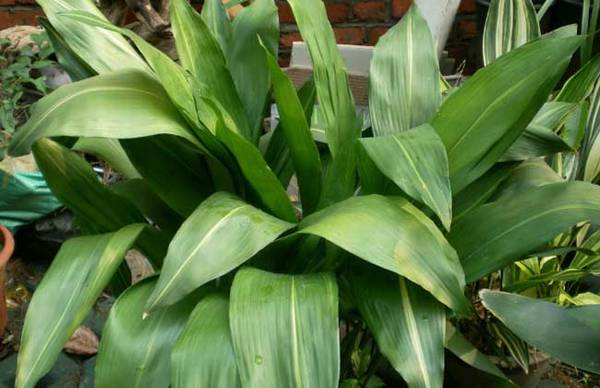 一叶兰盆栽怎么养 养殖要点和注意事项