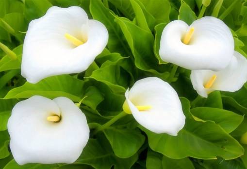 白色的马蹄莲 马蹄莲怎么养 马蹄莲的养殖方法和注意事项