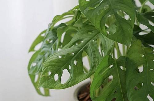 1561733735879397.jpg 仙洞龟背竹的养殖方法和注意事项