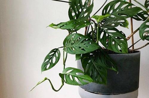 1561733726439526.jpg 仙洞龟背竹的养殖方法和注意事项