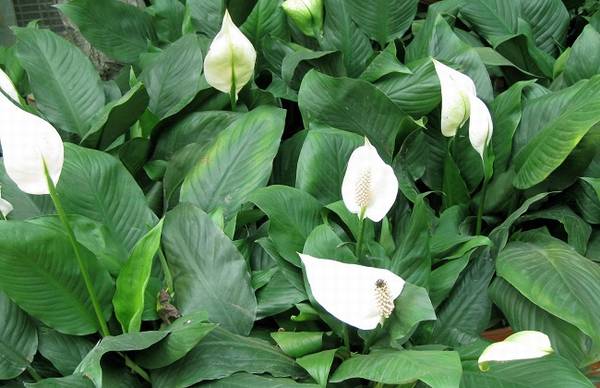 白掌分株的具体操作方法