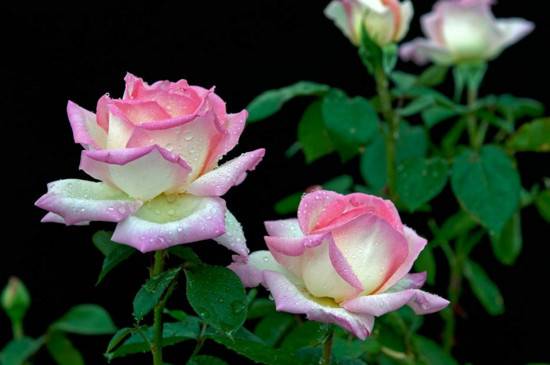 月季水浇多了会怎样 主要症状表现说明