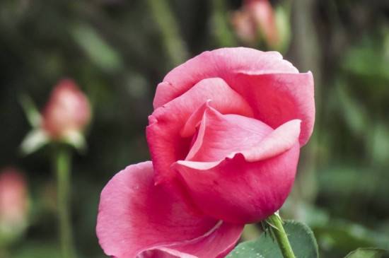 月季水浇多了会怎样 主要症状表现说明