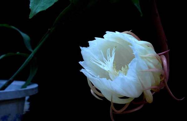 盆栽昙花怎么养开花