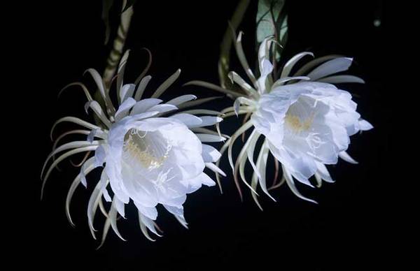 盆栽昙花怎么养开花