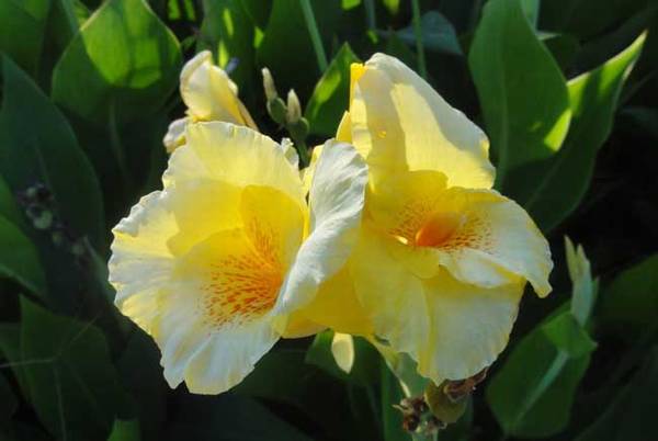 盆栽美人蕉养殖方法