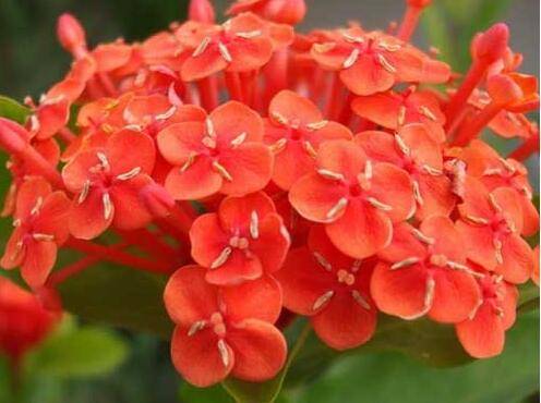 仙丹花的养殖方法