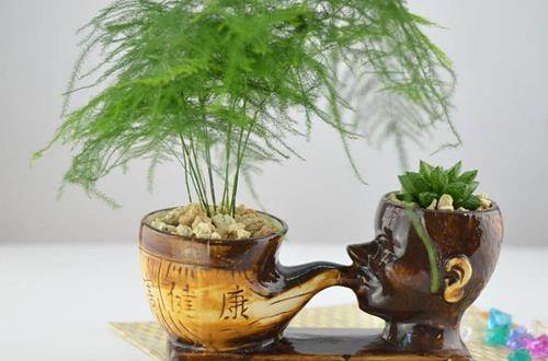 1550980453108999.jpg 文竹日常养护注意事项