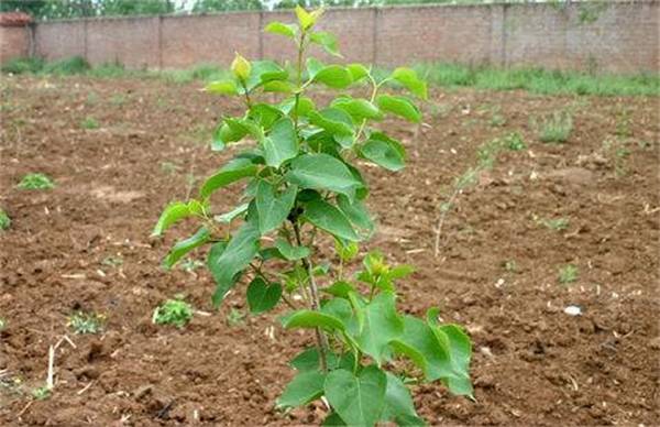 丁香的栽培养殖方法