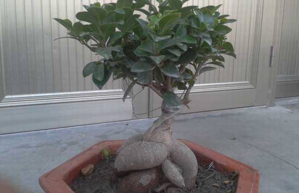 盆栽人参榕怎么养 方法和注意事项