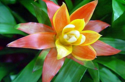 1565173537966407.jpg 凤梨花的分株移栽最佳时间和方法