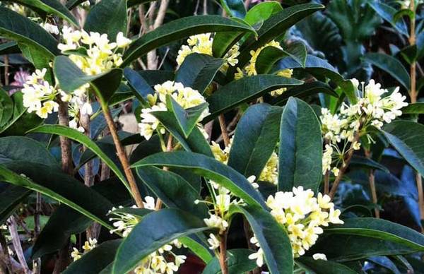 四季桂什么时候开花?日常养护要点