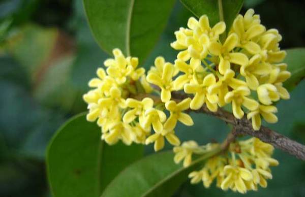 四季桂什么时候开花?日常养护要点