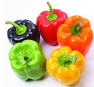 彩色甜椒的品种大全