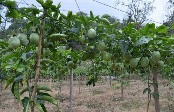 百香果怎么种 超简单的扦插方法分享