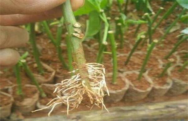 百香果怎么种 超简单的扦插方法分享