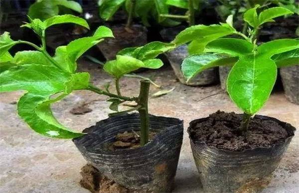 百香果怎么种 超简单的扦插方法分享