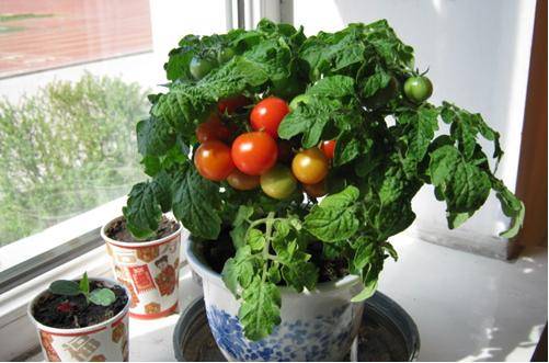 1468165946697717.jpg 家庭阳台怎么种植小西红柿方法介绍