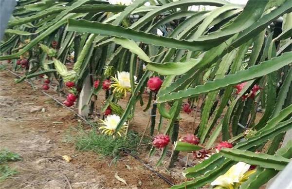 火龙果的枝叶怎么修剪 火龙果修剪方法