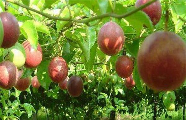 百香果的高产施肥技巧分享