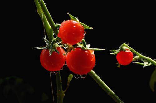 1561215425776035.jpg 小番茄的种植方法与注意事项