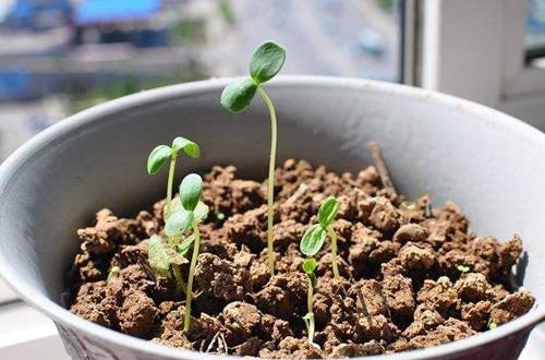 1561215416899364.jpg 小番茄的种植方法与注意事项