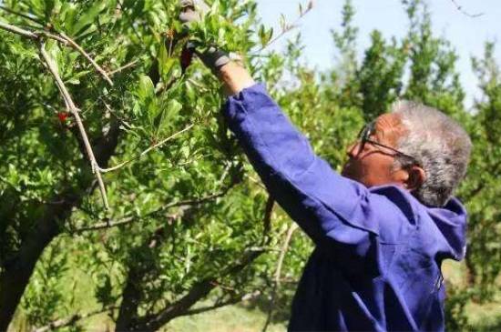 石榴树怎么剪枝 石榴树的修剪方法