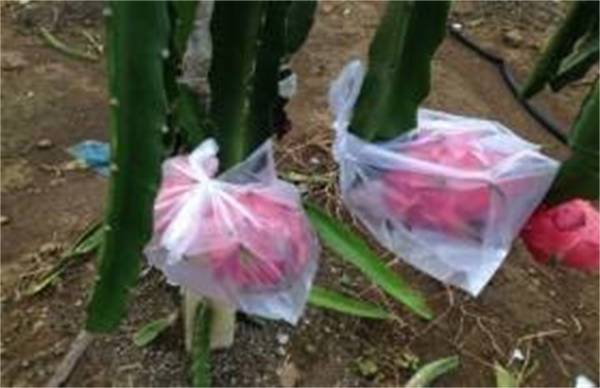 夏季火龙果落花落果防治方法