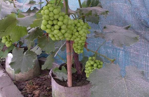 盆栽葡萄怎么种
