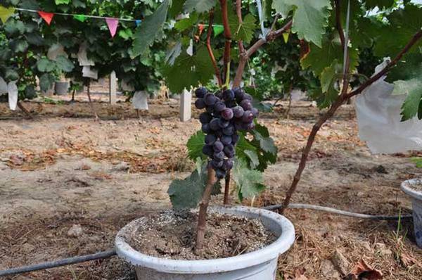 盆栽葡萄怎么种