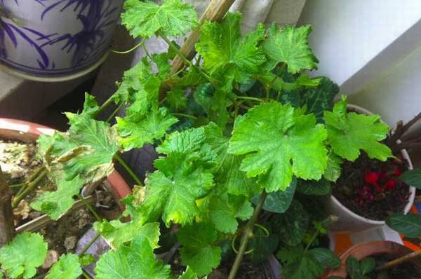 盆栽葡萄怎么种