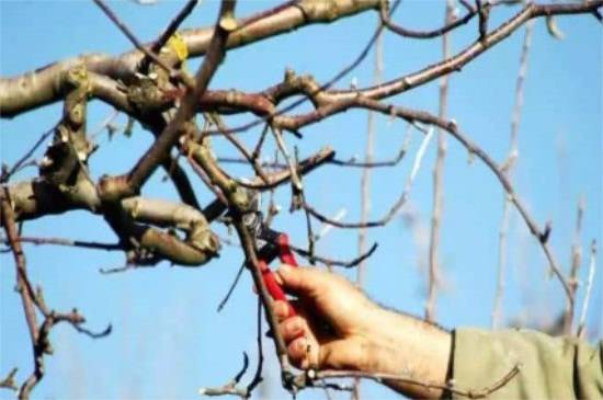 石榴树怎么剪枝 石榴树的修剪方法