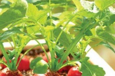 阳台种植萝卜菜的方法步骤