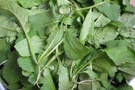 阳台种植萝卜菜的方法步骤