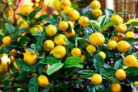 盆栽金桔多结果怎么种 日常养护技巧