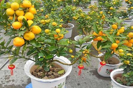 盆栽金桔多结果怎么种 日常养护技巧