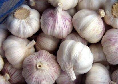 大蒜种植的催芽技巧,想要高产就学会这几点