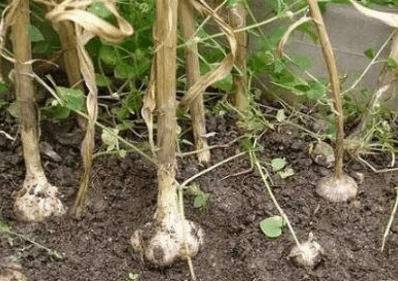 大蒜种植的催芽技巧,想要高产就学会这几点