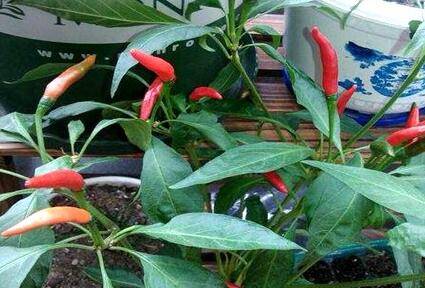 阳台种植朝天椒的方法