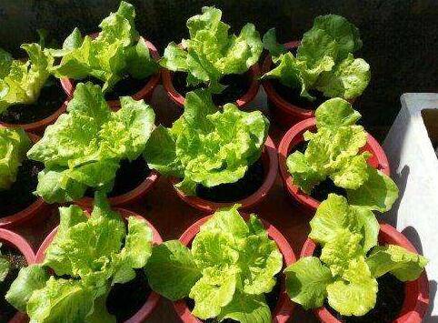 阳台盆栽生菜的种植方法