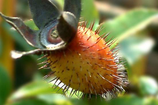 金樱子、刺梨子、刺梨的区别