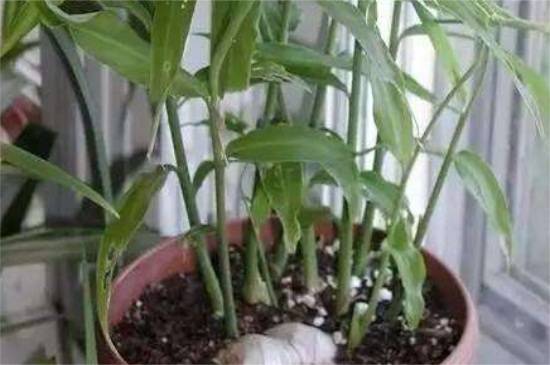 种植生姜盆景的栽培养护