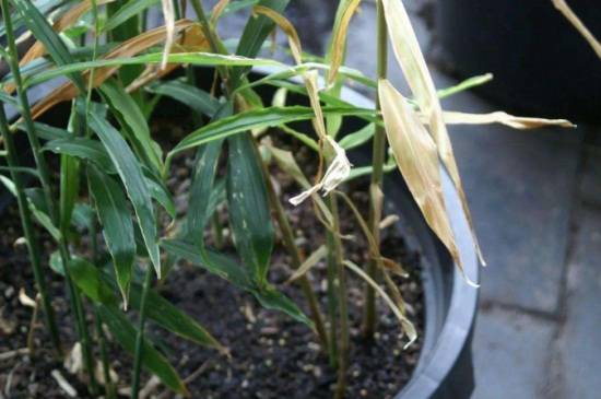 种植生姜盆景的栽培养护